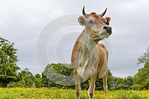 Dairy cow in field