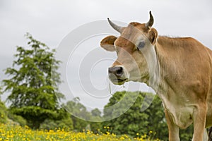 Dairy cow in field
