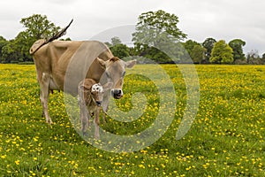Dairy cow in field of buttercups