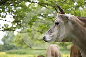 Dairy cow in field