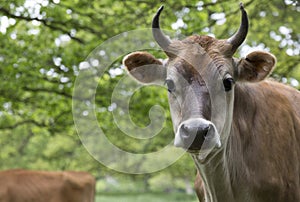 Dairy cow in field