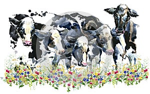 Dairy cow on the field