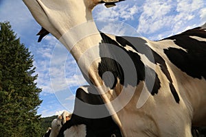 Dairy cow - front cover for dairy cows or dairy milk industry