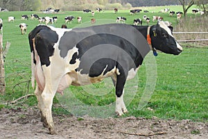 Dairy cow with full udder on a pasture in Schleswig-Holstein, Germany