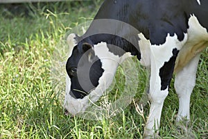 Dairy cow grazing.