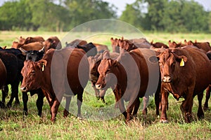 Dairy cow grazing in a field. Herd of cows grazing in a pasture in summer. Cattle farming, breeding, milk and meat