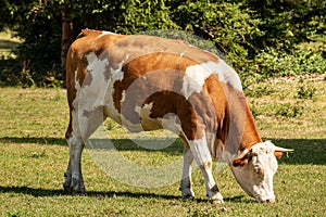 Dairy cow grazing in a green meadow - Austrian Alps