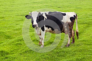 Dairy cow grazing