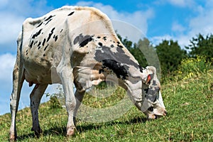 Dairy cow grazing in a green meadow - Italian Alps