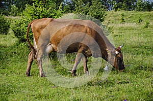 Dairy cow grazing at meadow