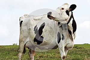 Dairy cow grazing on pasture