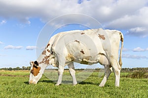 Dairy cow grazing, red and white spotted coat, full length side view, round pink udder and blue sky, green field