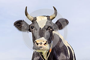 Dairy cow head with horns, black and white and looking cheerful, medium shot in front of a blue sky