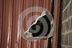 Dairy Cow Head Sticking out of Barn