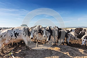 Dairy cow of the Holstein breed Friesian, grazing on field