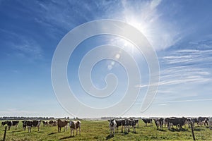 Dairy cow of the Holstein breed Friesian, grazing on green field