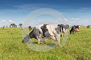 Dairy cow of the Holstein breed Friesian, grazing on green field