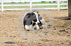 Dairy cow is laying down in the farm