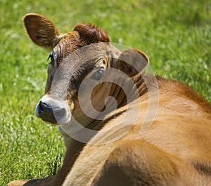 Dairy cow looking over it`s shoulder.