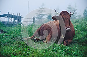 Dairy cow lying at meadow