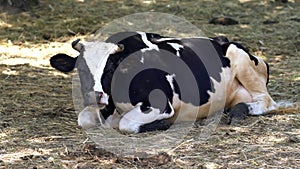 Dairy cow lying in a pasture chewing the cud