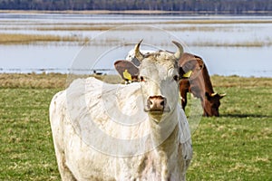 Dairy cow in a meadow by a lake