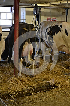 Dairy cow is milked by using Milking machine