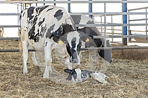 Dairy cow and new born calf 1