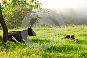 Dairy Cow & New Born Calfs