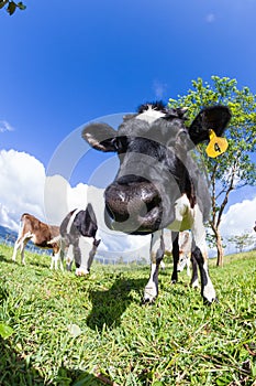 Dairy cow in a pasture