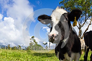 Dairy cow in a pasture