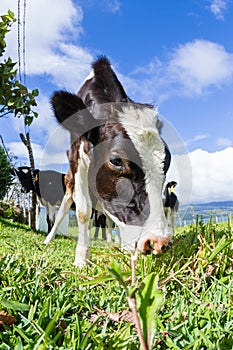 Dairy cow in a pasture