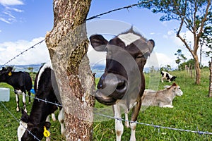 Dairy cow in a pasture