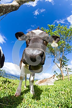 Dairy cow in a pasture