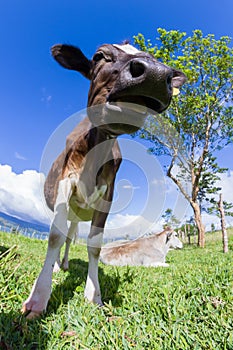 Dairy cow in a pasture