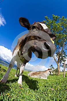 Dairy cow in a pasture