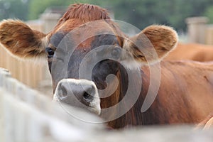 A dairy cow peers over the fence