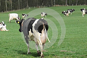 Dairy cow, rear view,with full udder on a pasture in Schleswig-Holstein, Germany