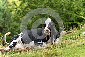 Dairy cow relaxing in the grass - Italian Alps