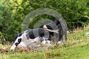 Dairy cow relaxing in the grass - Italian Alps