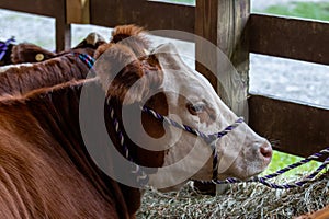 Dairy cow with rope in pen at NJ State country fair in Sussex County