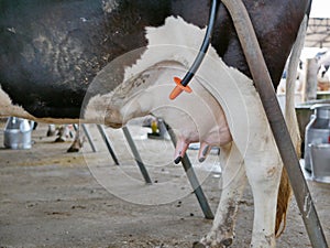 Dairy cow`s udder ready for milking at a farm