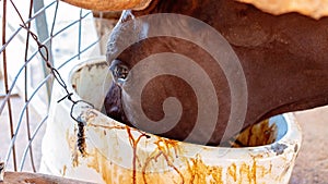 Dairy Cow Slurping Molasses In A Bucket