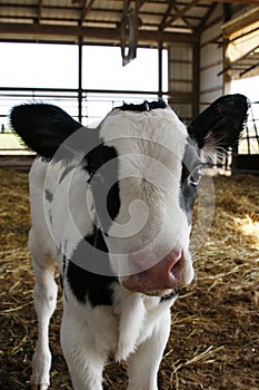 Dairy cow in stable