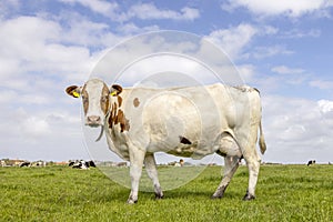 Dairy cow standing on green grass in a pasture and a blue sky, side view full length red brown full udder