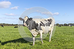 Dairy cow standing on green grass in the pasture, looking curious, black and white milk stock in a field, blue sky