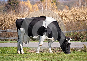 Dairy cow standing on a green meadow