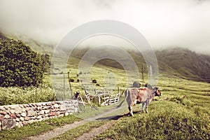 Dairy cow on summer green grass. Farm animal. Rural landscape. Farming concept. Clouds descending over georgian meadow. Copy space