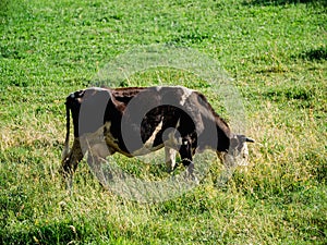 Dairy cow on summer pasture - Dairy cattle concept