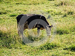 Dairy cow on summer pasture - Dairy cattle concept